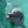 🌟 Эмодзи «Дельфины» для Telegram