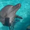 🌟 Эмодзи «Дельфины» для Telegram