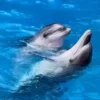 🌟 Эмодзи «Дельфины» для Telegram