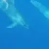 🌟 Эмодзи «Дельфины» для Telegram