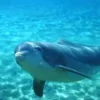 🌟 Эмодзи «Дельфины» для Telegram