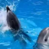 🌟 Эмодзи «Дельфины» для Telegram