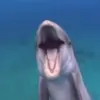 🌟 Эмодзи «Дельфины» для Telegram