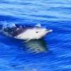 🌟 Эмодзи «Дельфины» для Telegram
