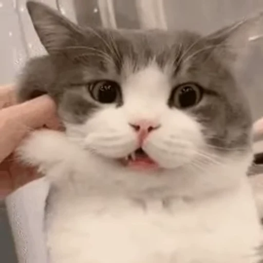 😨 Стикер «禁止瞪猫猫» для Telegram
