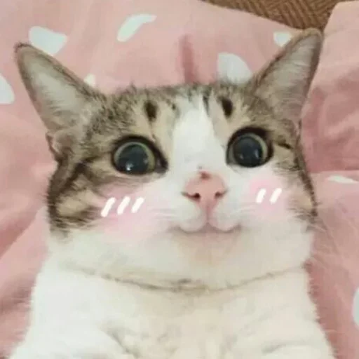 😇 Стикер «Donya’s mood as fuck» для Telegram