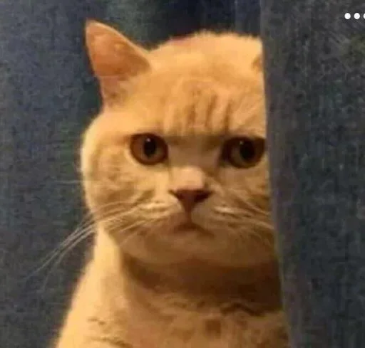 Стикерпак Donya’s mood as fuck для Telegram — скачать