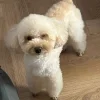 🤩 Эмодзи «Cutedorik 2» для Telegram