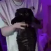 🐈‍⬛ Эмодзи «Дениска» для Telegram