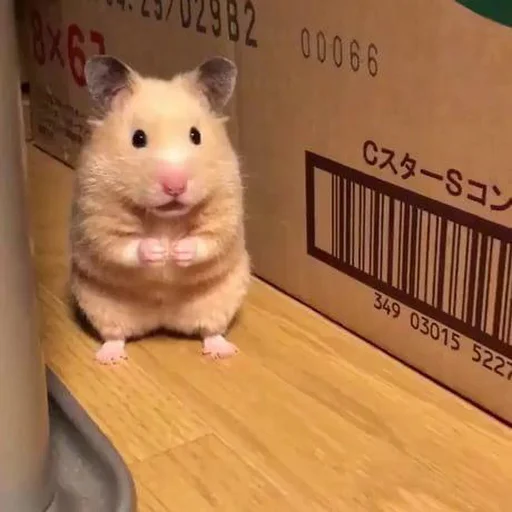🐹 Стикер «drakonovva» для Telegram