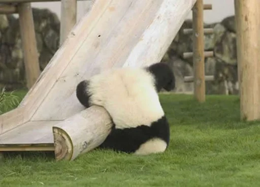 🐼 Стикер «drakonovva» для Telegram