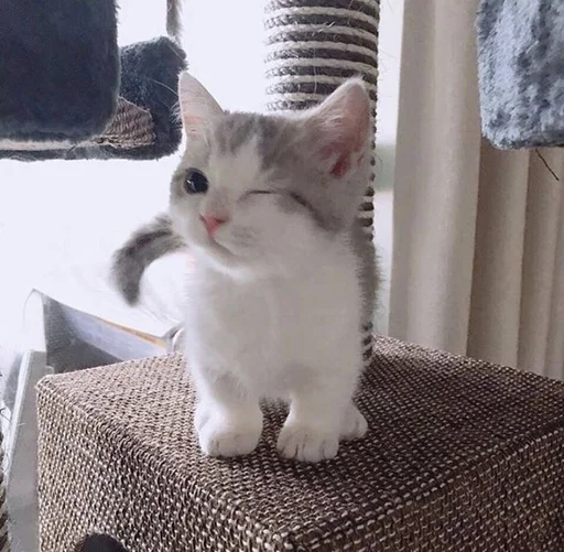 ☀️ Стикер «drakonovva» для Telegram