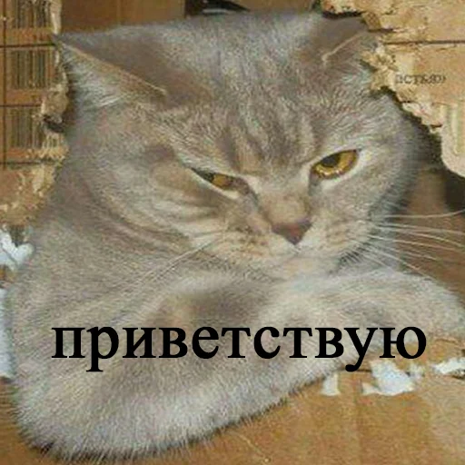Стикерпак привет для Telegram — скачать