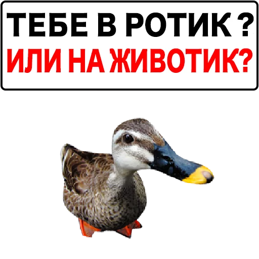 Стикерпак Злая утка для Telegram — скачать