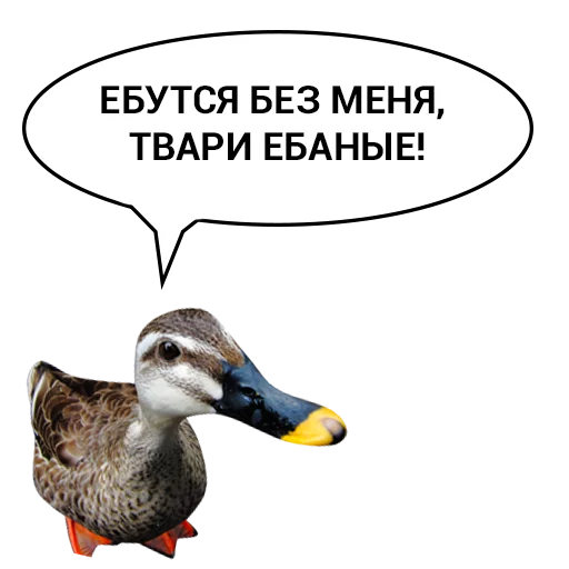 😭 Стикер «Злая утка» для Telegram