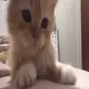 😻 Эмодзи «Oleginside #random #other» для Telegram