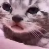 🤭 Эмодзи «Oleginside #random #other» для Telegram