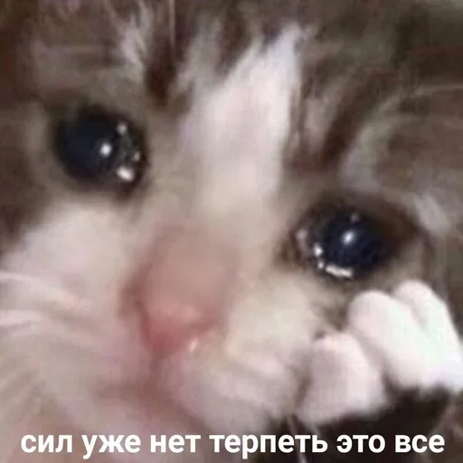 😢 Стикер «EarnDevison» для Telegram