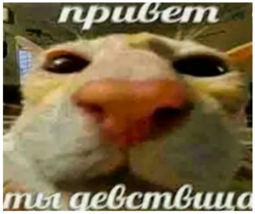 🤯 Стикер «Хз» для Telegram