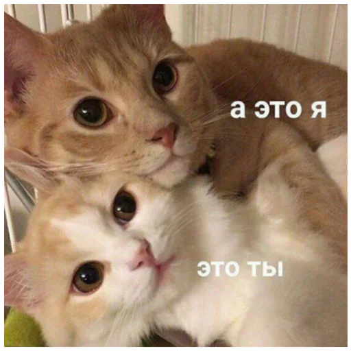 🤯 Стикер «Хз» для Telegram