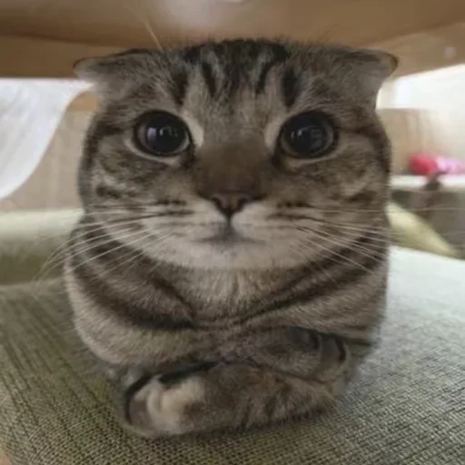 😶 Стикер «eblankstickeri» для Telegram