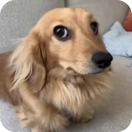 🐶 Стикер «eblankstickeri» для Telegram