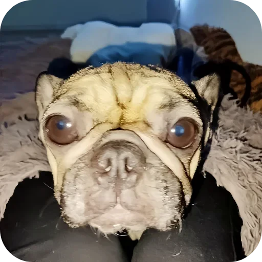 🐶 Стикер «eblankstickeri» для Telegram