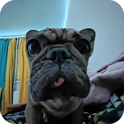 🐶 Стикер «eblankstickeri» для Telegram