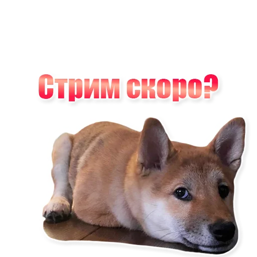 🌻 Стикер «EdPTS» для Telegram