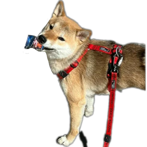 🐶 Стикер «Эдисон» для Telegram