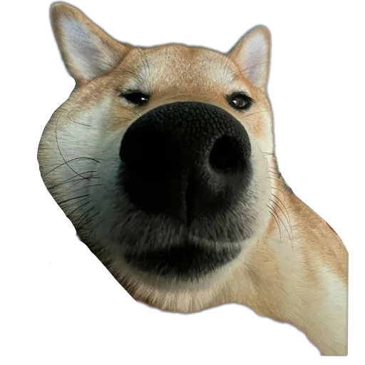 🐶 Стикер «Эдисон» для Telegram
