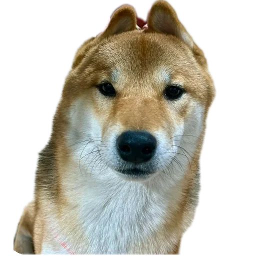 🐶 Стикер «Эдисон» для Telegram