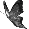 🌟 Эмодзи «𝐜𝐨𝐟𝐟𝐞𝐮𝐦 Fr» для Telegram