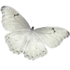 🦋 Эмодзи «𝐜𝐨𝐟𝐟𝐞𝐮𝐦 Fr» для Telegram