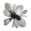 🌸 Эмодзи «𝐜𝐨𝐟𝐟𝐞𝐮𝐦 Fr» для Telegram