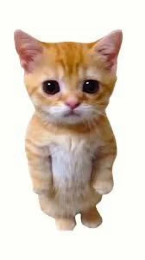 Стикерпак El Gato для Telegram — скачать