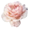 💕 Эмодзи «elegant» для Telegram