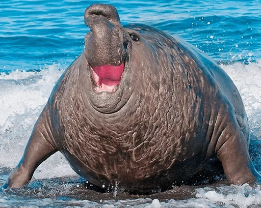 😂 Стикер «Elephant seal» для Telegram