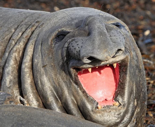 😂 Стикер «Elephant seal» для Telegram