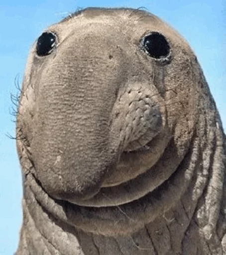 😂 Стикер «Elephant seal» для Telegram