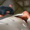 😭 Эмодзи «Ratatouille» для Telegram