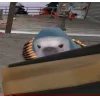 😡 Эмодзи «😺 Team Fortress 2» для Telegram