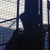 Эмодзи Wolverine для Telegram — скачать