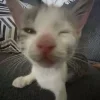 😺 Эмодзи «𝘾𝙖𝙩𝙨 2» для Telegram
