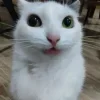 😺 Эмодзи «𝘾𝙖𝙩𝙨 2» для Telegram