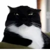 😺 Эмодзи «𝘾𝙖𝙩𝙨 2» для Telegram