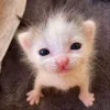 😺 Эмодзи «𝘾𝙖𝙩𝙨 2» для Telegram