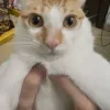 😺 Эмодзи «𝘾𝙖𝙩𝙨 2» для Telegram