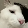 😺 Эмодзи «𝘾𝙖𝙩𝙨 2» для Telegram