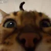 😺 Эмодзи «𝘾𝙖𝙩𝙨 2» для Telegram